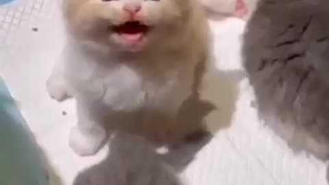 Cute baby cat