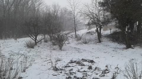 Bażant w sadzie