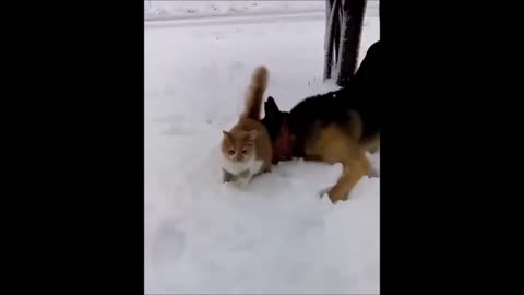 Este cachorro faz um truque desagradável com um pobre gato