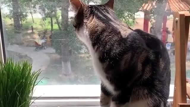 FUNNY CAT