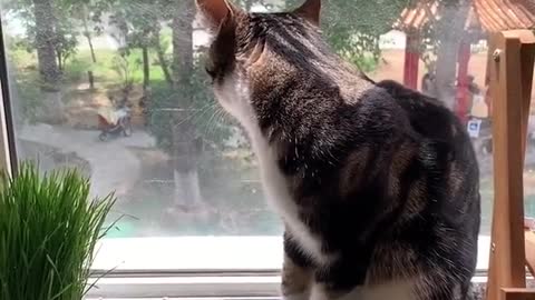 FUNNY CAT