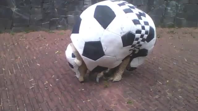 Escultura de um tatu bola com desenho, no museu de ciências [Nature & Animals]