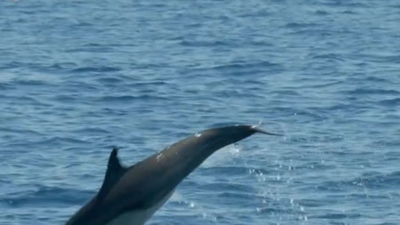 Dolphins