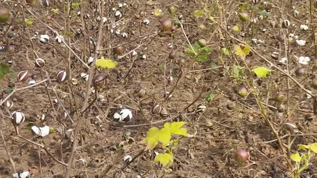 Cotton cultivation