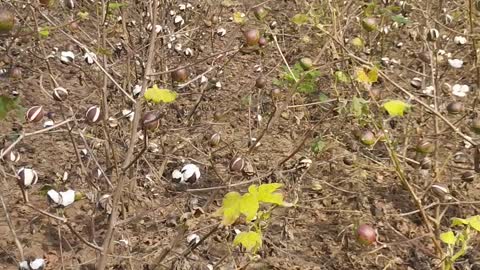 Cotton cultivation