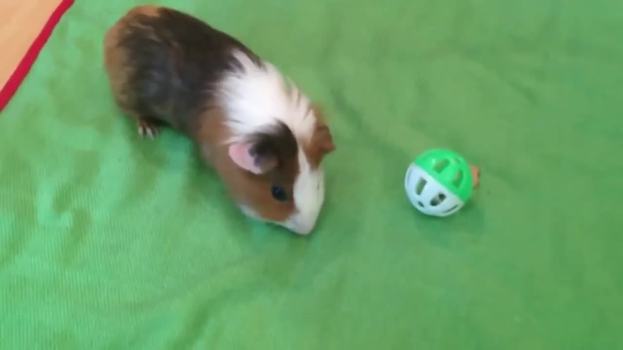 Guinea Pig Extreme Popcorning