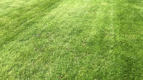 Speedy killdeer sprinting on the lawn.