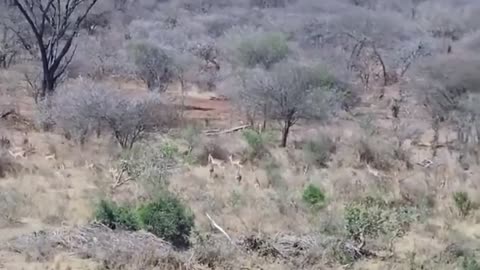 Two Lions