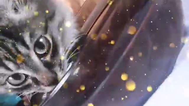 Кисеночек миленький.