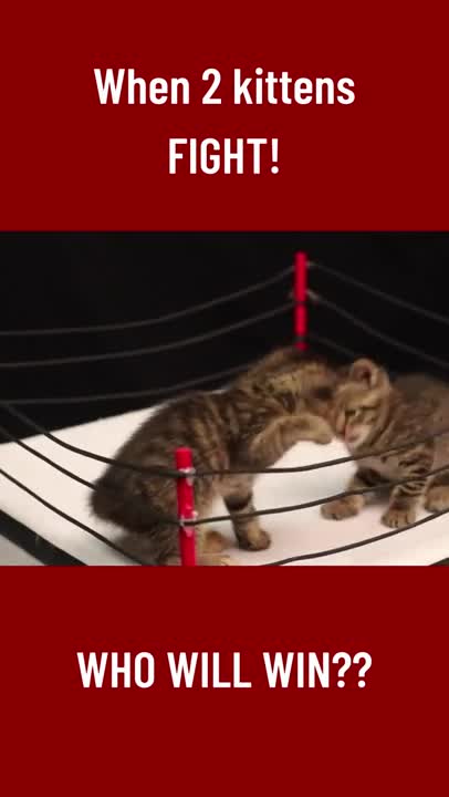 Baby Cats😘 - Cute and Funny Cat Videos Compilation _ Cute Animal Overload #shorts