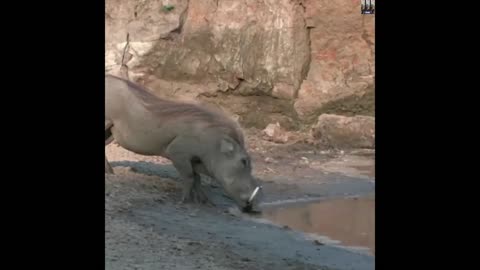 Amazing Warthog Reflexes 😎