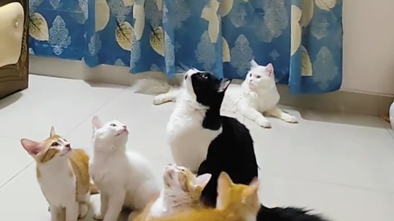 Cat 🎮 game playing