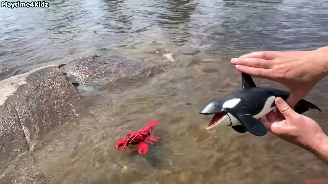 Sea Animal Toy This Summer at the shore