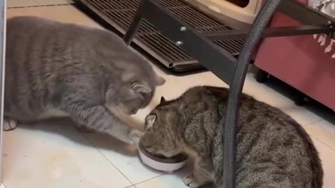 Cute Cats sharing their meals