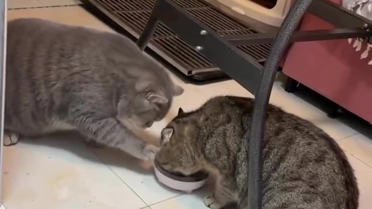 Cute Cats sharing their meals