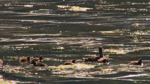 World of the Wild | Episode 8: The Wetlands | Free Documentary Nature