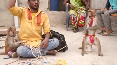Funny Monkey Dance Video