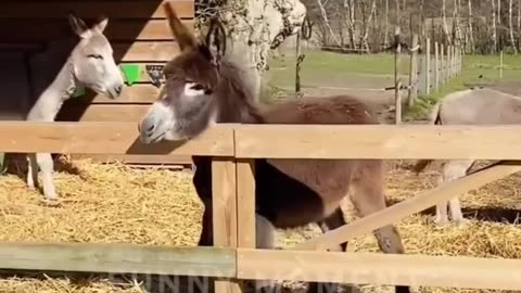 Funny Animals Video