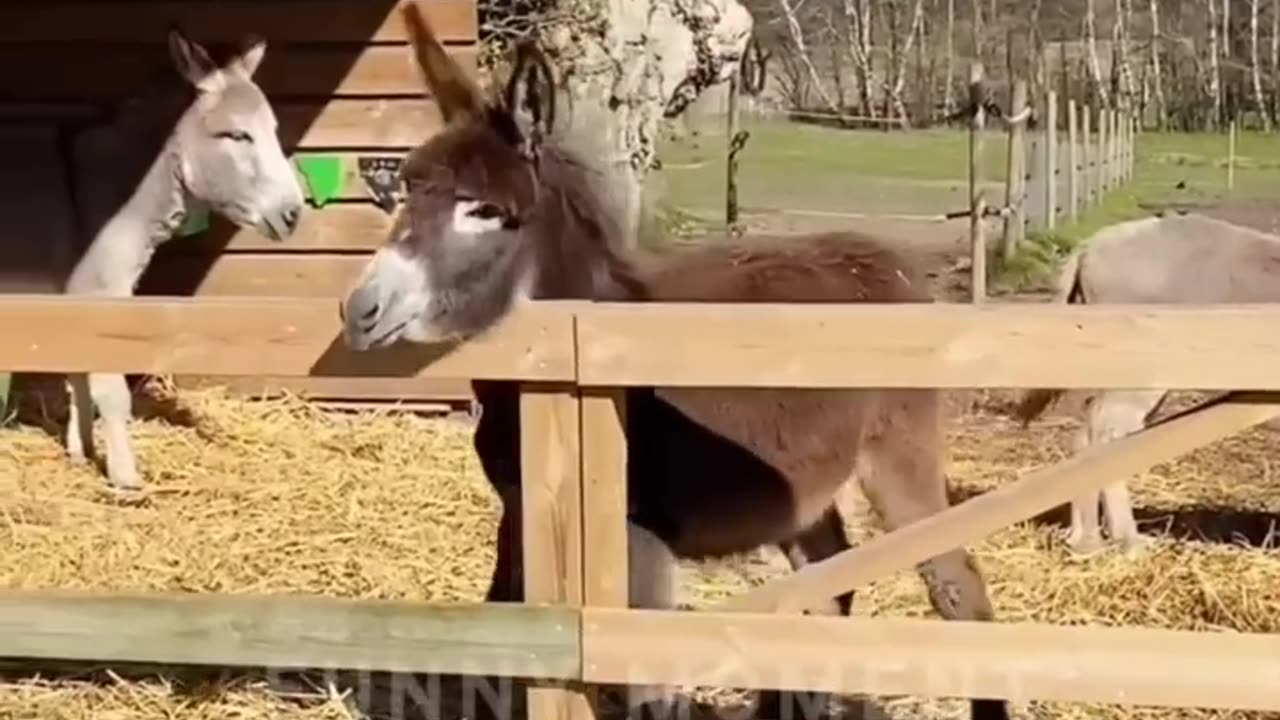 Funny Animals Video