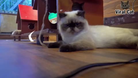 Best Funny cat video 2023 - cute cat Funny video(720P_HD