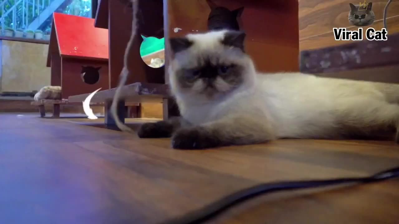 Best Funny cat video 2023 - cute cat Funny video(720P_HD