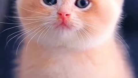 🌺Cute Baby Cat WhatsApp Status 💫❣️Cute Cat Status Video raataan lambiyan |Animals Profile#shorts#ca