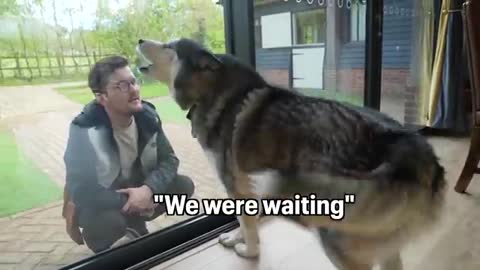 Husky Loses Control When His Family Returns!