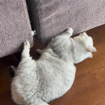 Cat & Dog 🐶 funny video |Funny animal videos| try not to laugh