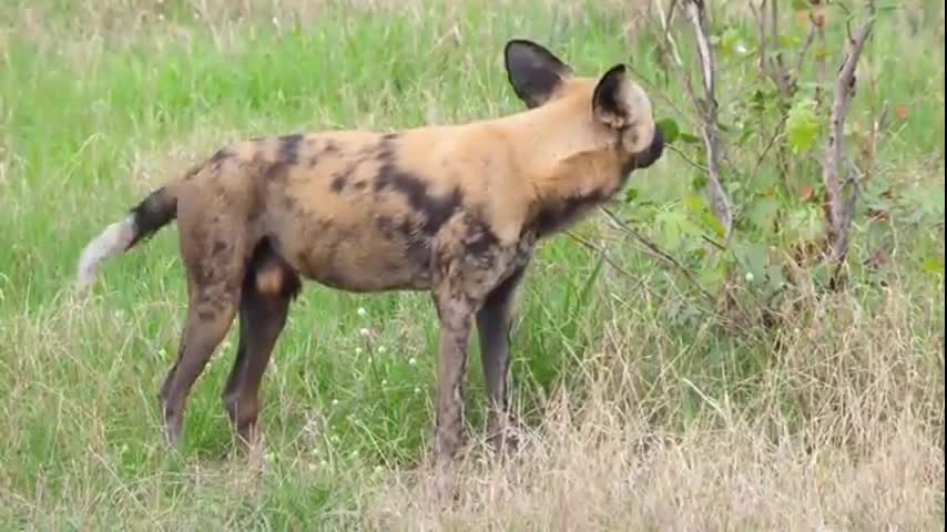 African Wildlife and the Environment