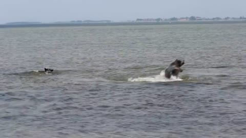 Australian Cattle Dogs in Action