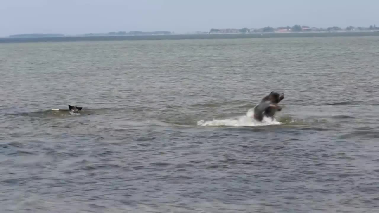 Australian Cattle Dogs in Action