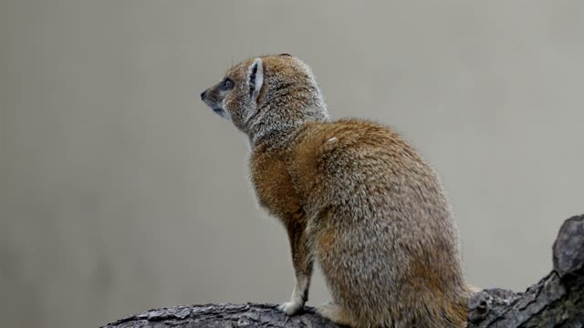 Brown white fury small animal that looks