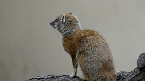 Brown white fury small animal that looks