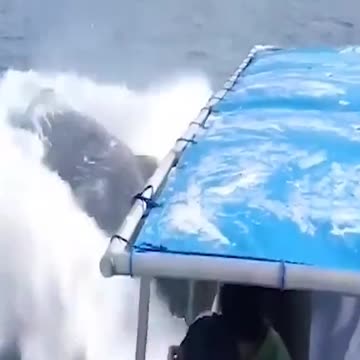 big black humped whale back flip with orginal sound