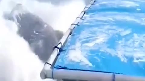 big black humped whale back flip with orginal sound