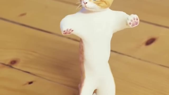 Dans cat video