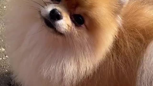 Cute funny dog