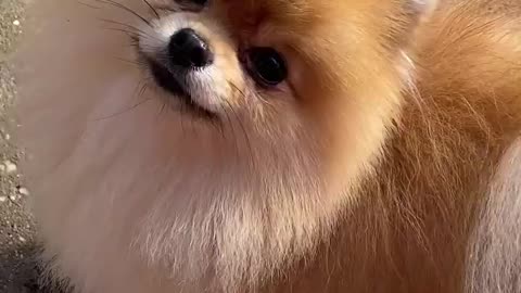 Cute funny dog