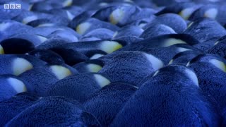 Emperor Penguin Mourns the Death of Chick | BBC Earth