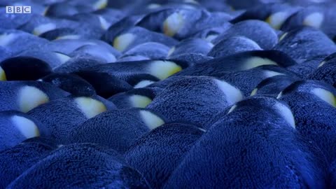Emperor Penguin Mourns the Death of Chick | BBC Earth