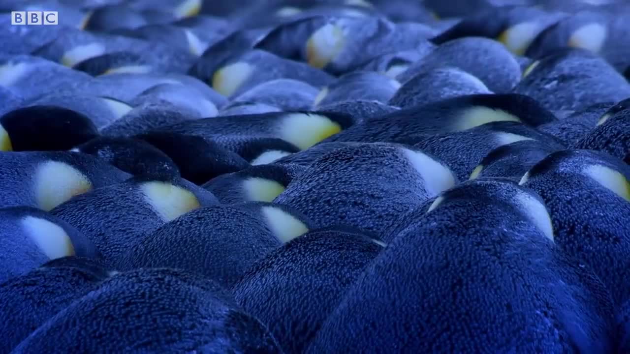 Emperor Penguin Mourns the Death of Chick | BBC Earth