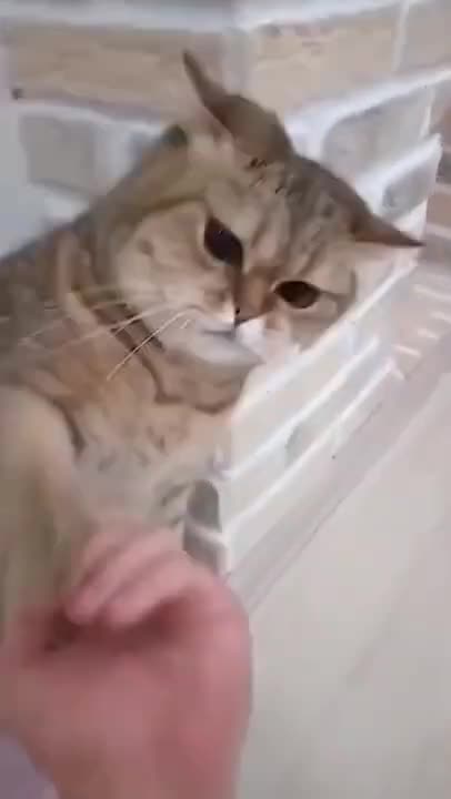 CAT FU MASTER Funny Cat Videos 2022