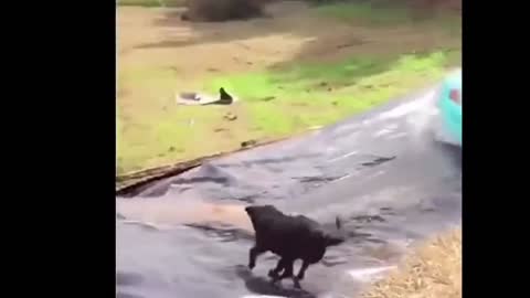 Funny spirit puppy