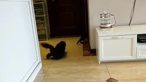 Cat Race - Run for your food