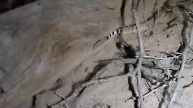 Found a Diamondback in Wickenburg AZ