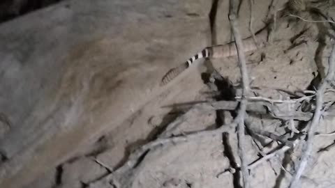 Found a Diamondback in Wickenburg AZ