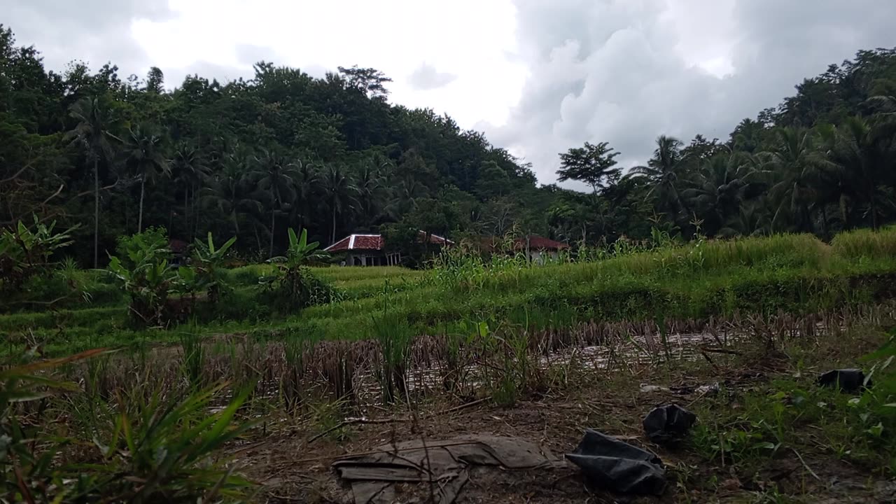 Best village fishing in rainy day | Catching fish in flooded rice field after heavy rain