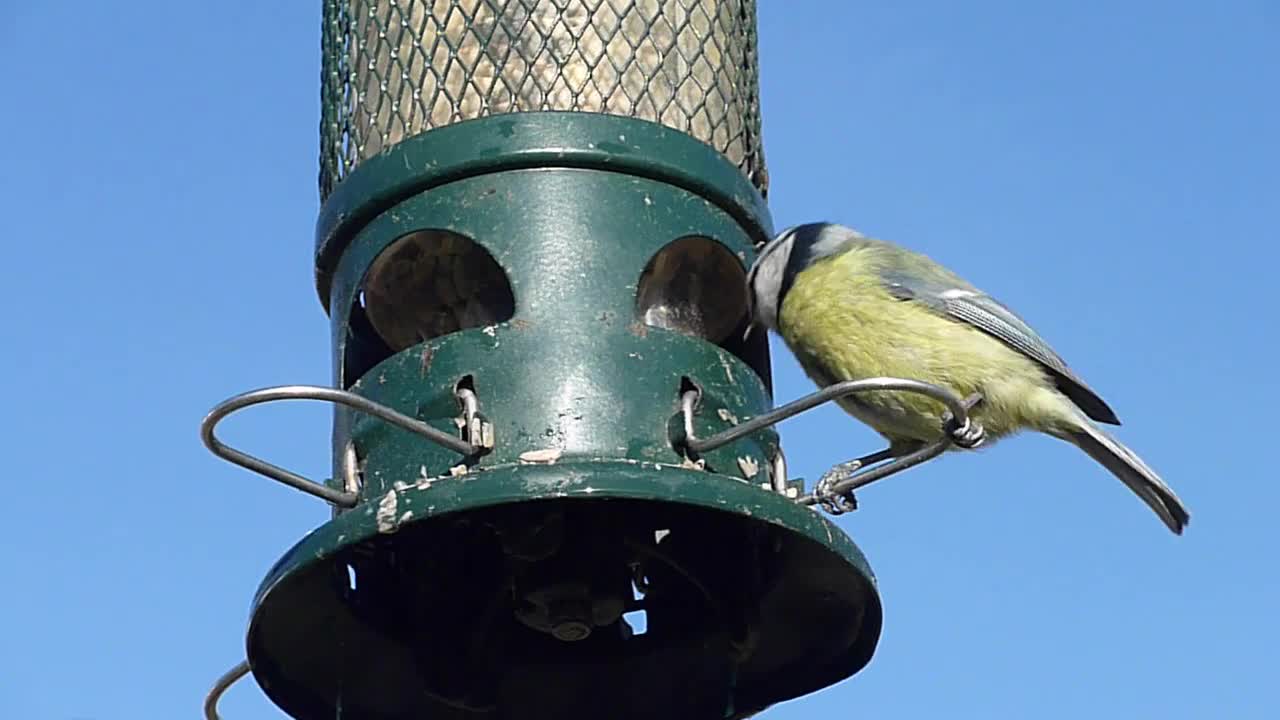 Green birds