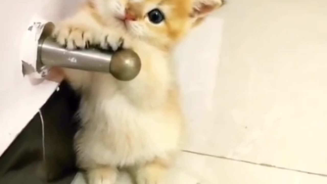 Amezing Cat 😹 Funny Video