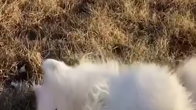 Hey! 🐾 ig wanderlust_samoyed